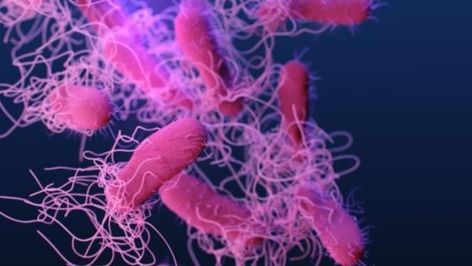 Egg Recall Salmonella